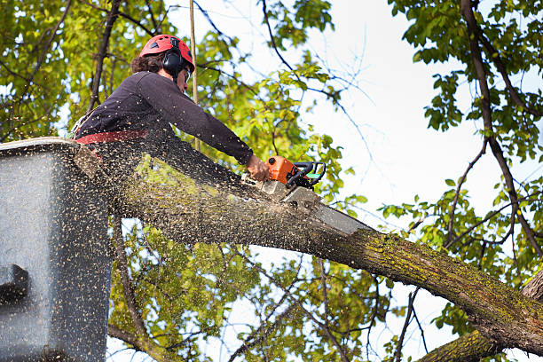 Tree Health Inspection